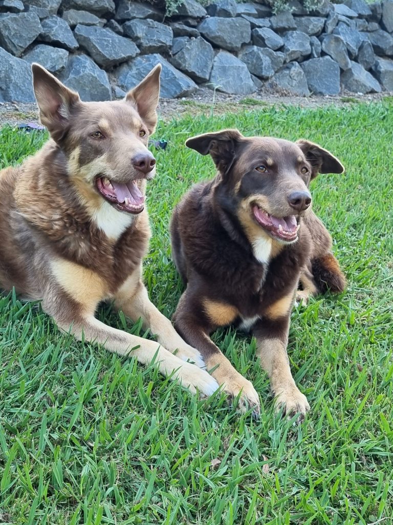 Two Kelpies sitting on a lawn